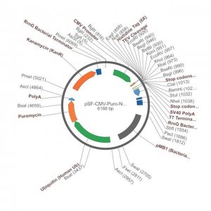 PSF-CMV-PURO-NH2-6HIS-TEV - N-TERMINAL 6 HIS TAG MAMMALIAN PLASMID OGS1121-5UG