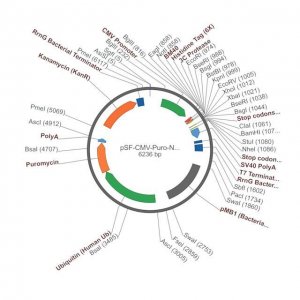 PSF-CMV-PURO-NH2-BM40-6HIS-3C - BM40 SECRETION AND 6 HIS TAG PLASMID OGS1442-5UG