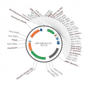 PSF-CMV-PURO-NH2-BM40-6HIS-EKT - BM40 SECRETION AND 6 HIS TAG PLASMID OGS1438-5UG