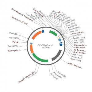 PSF-CMV-PURO-NH2-CMYC - N-TERMINAL C-MYC TAG MAMMALIAN PLASMID OGS3214-5UG
