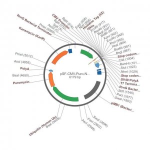 PSF-CMV-PURO-NH2-HIS10 - N-TERMINAL 10 HIS TAG MAMMALIAN PLASMID OGS3210-5UG