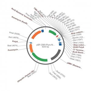 PSF-CMV-PURO-NH2-IL-2 - INTERLEUKIN-2 SECRETION PLASMID OGS1497-5UG