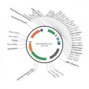 PSF-CMV-PURO-NH2-INSULINSP - INSULIN SECRETION PLASMID OGS1436-5UG