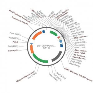 PSF-CMV-PURO-NH2-INSULINSP-6HIS-TEV - INSULIN SECRETION AND 6 HIS TAG PLASMID OGS1379-5UG