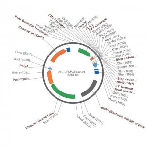PSF-CMV-PURO-NH2-INSULINSP-FLAG-EKT - INSULIN SECRETION AND FLAG TAG PLASMID OGS1404-5UG