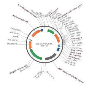 PSF-CMV-PURO-NH2-KRYFP - N-TERMINAL YFP TAG MAMMALIAN PLASMID OGS1367-5UG