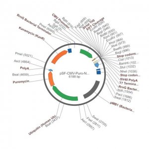 PSF-CMV-PURO-NH2-STREP-EKT - N-TERMINAL STREP TAG MAMMALIAN PLASMID OGS1159-5UG