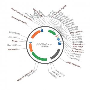 PSF-CMV-PURO-NH2-VSV G - VSV G SECRETION PLASMID OGS1495-5UG