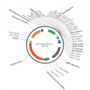 PSF-CMV-RSV-FLUC ASCI - FIREFLY LUCIFERASE PLASMID OGS15-5UG