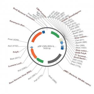 PSF-CMV-RSV-ILUMENA - RSV PROMOTER SECRETED LUCIFERASE PLASMID OGS517-5UG