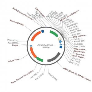 PSF-CMV-RSV-KRYFP - RSV PROMOTER YFP PLASMID OGS516-5UG
