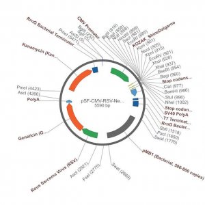 PSF-CMV-RSV-NEO/G418 ASCI - RSV PROMOTER G418 PLASMID OGS381-5UG