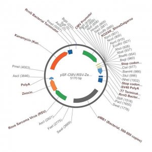 PSF-CMV-RSV-ZEO ASCI - RSV PROMOTER ZEOCIN PLASMID OGS382-5UG