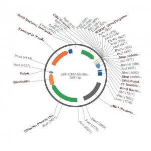 PSF-CMV-UB-BLAST ASCI - UBIQUITIN PROMOTER BLASTICIDIN PLASMID OGS384-5UG