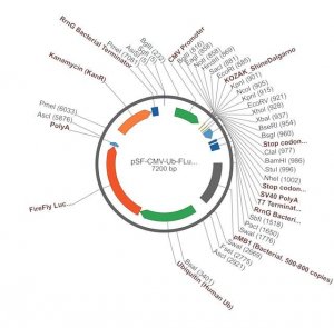 PSF-CMV-UB-FLUC ASCI - FIREFLY LUCIFERASE PLASMID OGS155-5UG