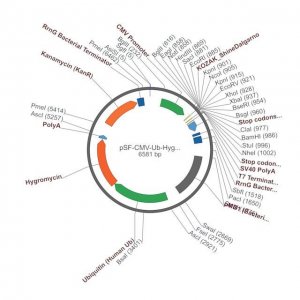 PSF-CMV-UB-HYGRO ASCI - HYGROMYCIN SELECTION PLASMID OGS20-5UG