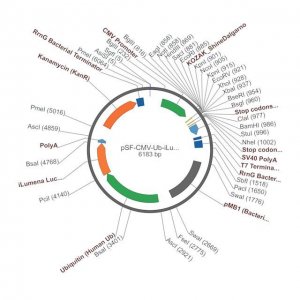 PSF-CMV-UB-ILUMENA - MAMMALIAN SECRETED LUCIFERASE VECTOR OGS514-5UG