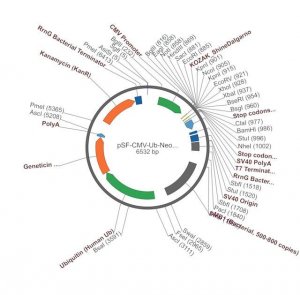 PSF-CMV-UB-NEO/G418-SV40 ORI SBFI - G418 / SV40 ORI PLASMID OGS138-5UG