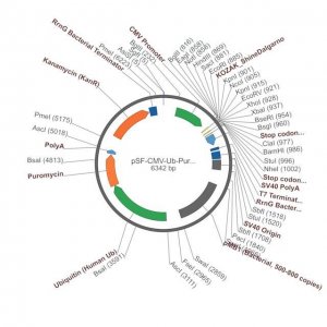 PSF-CMV-UB-PURO-SV40 ORI SBFI - PUROMYCIN / SV40 ORI PLASMID OGS136-5UG