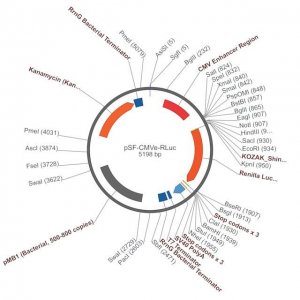 PSF-CMVE-RLUC - CMV ENHANCER LUCIFERASE PLASMID OGS364-5UG