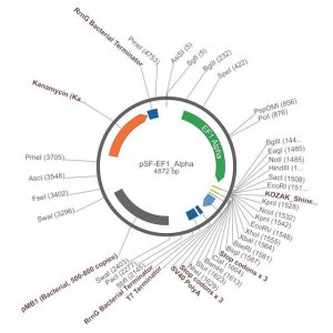 PSF-EF1 ALPHA - ELONGATION FACTOR ALPHA PROMOTER PLASMID OGS43-5UG