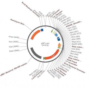 PSF-LACI - LACI PROMOTER BACTERIAL VECTOR OGS502-5UG
