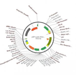 PSF-LENTI - LENTIVIRUS PUROMYCIN CMV PLASMID OGS269-5UG