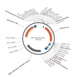PSF-MINCMV-RLUC - MINIMAL CMV PROMOTER RENILLA PLASMID OGS571-5UG