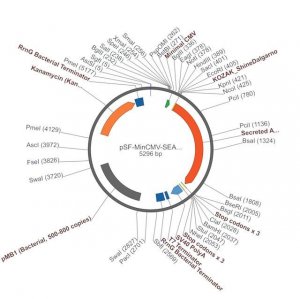 PSF-MINCMV-SEAP - ALKALINE PHOSPHATASE MINIMAL CMV PLASMID OGS577-5UG