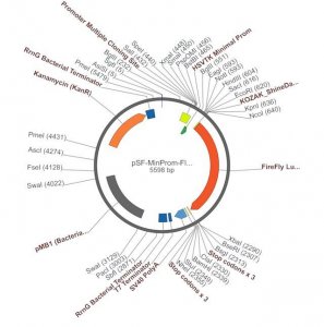 PSF-MINPROM-FLUC - MINIMAL PROMOTER LUCIFERASE PLASMID OGS357-5UG