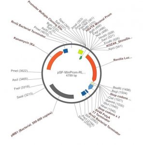 PSF-MINPROM-RLUC - MINIMAL PROMOTER LUCIFERASE PLASMID OGS358-5UG