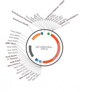 PSF-OXB20-BETAGAL - BACTERIAL BETA GALACTOSIDASE PLASMID OGS207-5UG