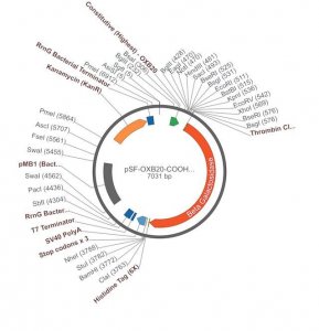 PSF-OXB20-COOH-THR-BETAGAL-6HIS - C-TERMINAL 6 HIS AND BETA GAL DUAL TAG BACTERIAL PLASMID OGS2983-5UG