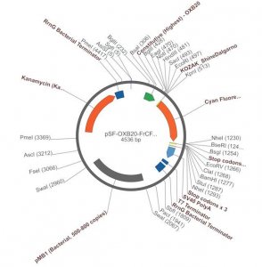 PSF-OXB20-FRCFP - CONSTITUTIVE BACTERIAL PROMOTER CFP PLASMID OGS601-5UG