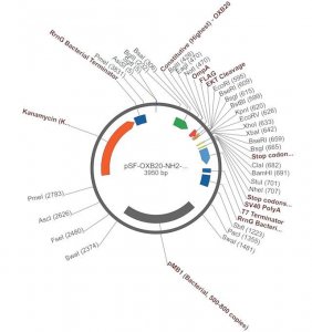 PSF-OXB20-NH2-OMPA-FLAG-EKT - OMPA SECRETION AND FLAG TAG PLASMID OGS3067-5UG