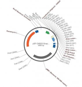 PSF-OXB20-SNAPFUSION - BACTERIAL SNAPFUSION CONSTIUTIVE PLASMID OGS605-5UG