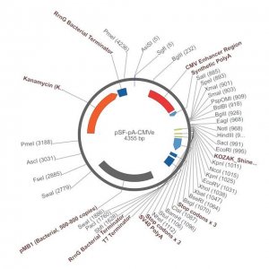 PSF-PA-CMVE - CMV ENHANCER PLASMID OGS42-5UG