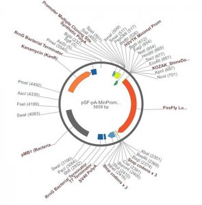 PSF-PA-MINPROM-FLUC - MINIMAL PROMOTER LUCIFERASE PLASMID OGS246-5UG