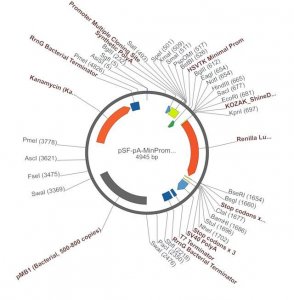 PSF-PA-MINPROM-RLUC - MINIMAL PROMOTER RENILLA LUC PLASMID OGS247-5UG
