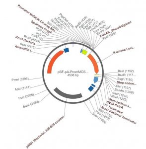 PSF-PA-PROMMCS-ILUMENA - PROMOTERLESS SECRETED LUCIFERASE PLASMID OGS616-5UG