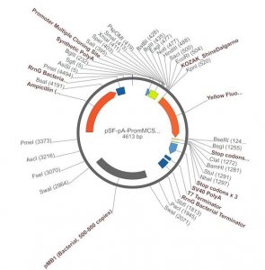 PSF-PA-PROMMCS-KRYFP - PROMOTERLESS MULTIPLE CLONING SITE YFP PLASMID OGS614-5UG
