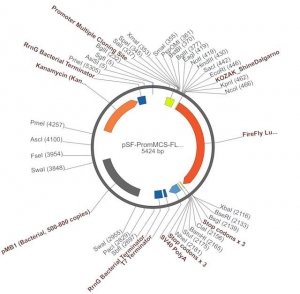 PSF-PROMMCS-FLUC - NO-PROMOTER MCS LUCIFERASE PLASMID OGS369-5UG