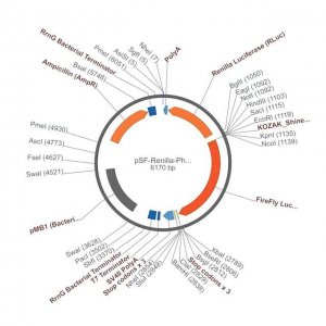 PSF-RENILLA-PHOTINUS - BI-DIRECTIONAL FIREFLY RENILLA LUCIFERASE PLASMID OGS595-5UG