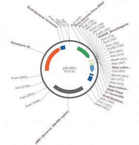PSF-RSV - RSV PROMOTER PLASMID OGS146-5UG