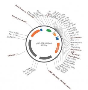 PSF-STE5-URA3 - WEAK PROMOTER YEAST PLASMID OGS535-5UG