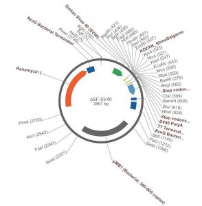 PSF-SV40 - SV40 PROMOTER PLASMID OGS47-5UG