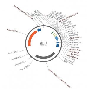 PSF-T3 - T3 PROMOTER PLASMID OGS39-5UG