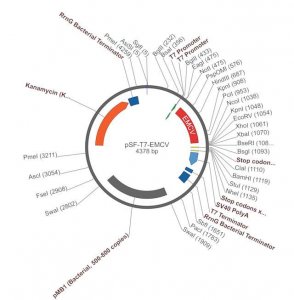 PSF-T7-EMCV - T7 IRES EXPRESSION PLASMID OGS185-5UG