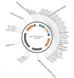 PSF-TEF1-NH2-A-FACTOR SP - ALPHA FACTOR SECRETION PLASMID OGS1876-5UG