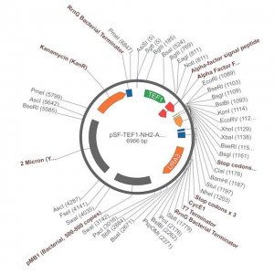 PSF-TEF1-NH2-A-FACTORFL - FULL LENGTH ALPHA FACTOR SECRETION PLASMID OGS1875-5UG